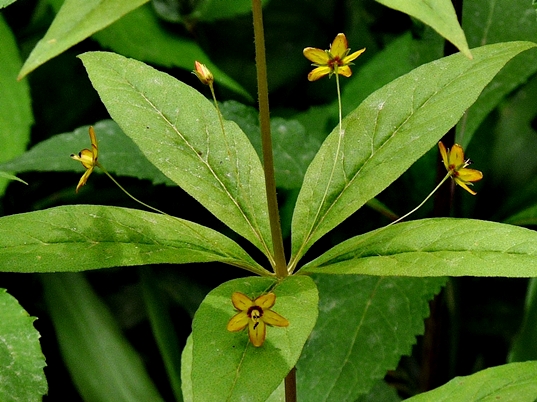 {Lysimachia quadrifolia}